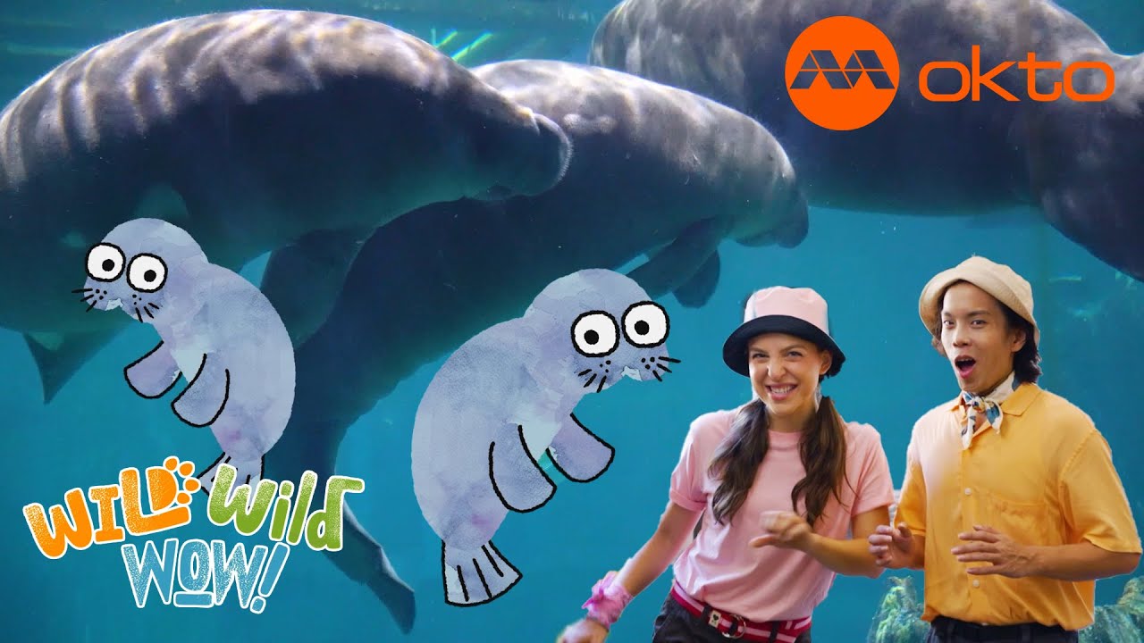 Exploring Manatees 🐋 Wild Animal Adventure 🌊 | Wild Wild Wow S1E08B | @mediacorpokto