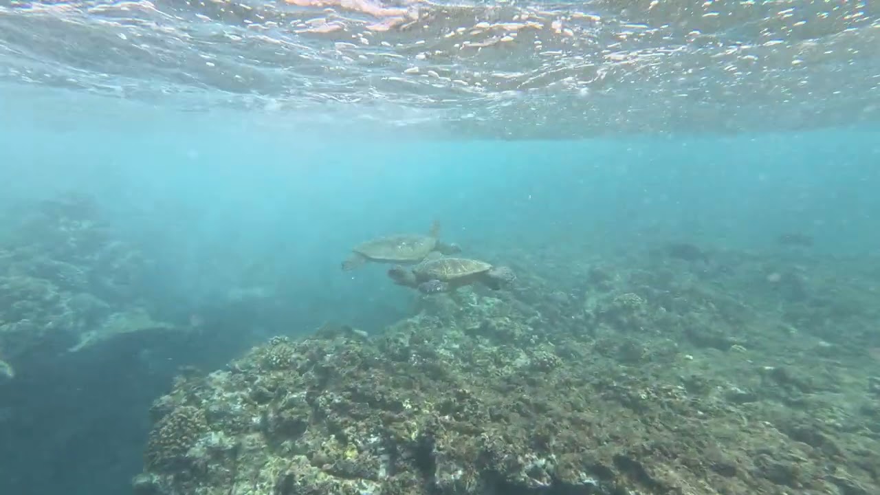 Maui 1693 - Honu Meetup