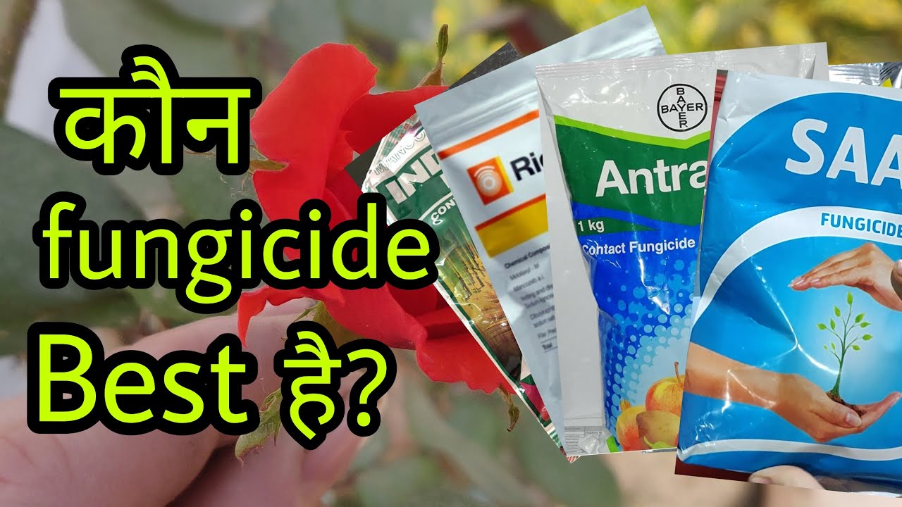 जानिए कौन सा फफूंदनाशी |fungicide| हमारे पौधे के लिए बेस्ट है| how to the best fungicide for plant