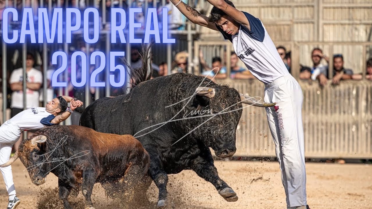 4K// CONCURSO DE RECORTES CON TOROS BRAVOS CAMPO REAL (MADRID) 2025