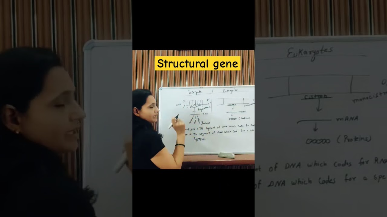 What is Structural genes #translation #DNA #education #educational #shorts #shortvideo #ytshorts #yt