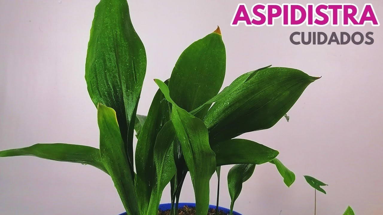 como cuidar la aspidistra planta chuyito jardinero