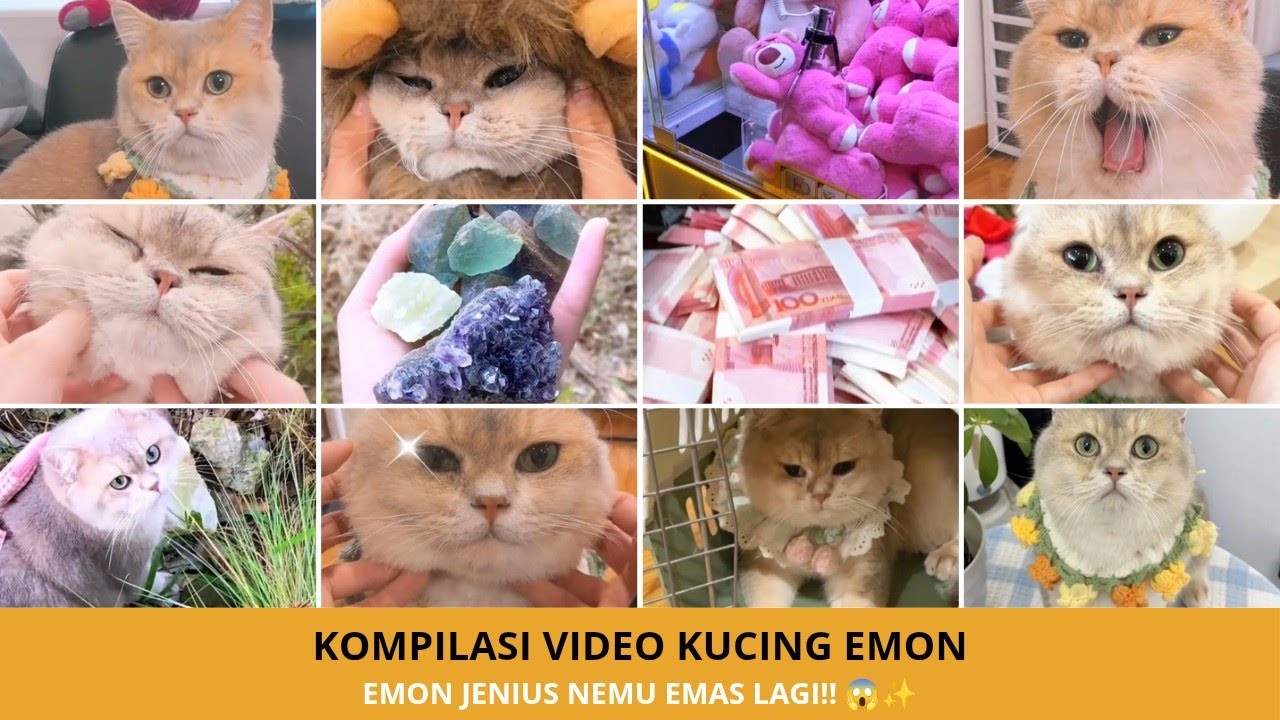 Kompilasi Kucing Emon Paling Pintar! Selalu Ketemu Barang Aneh & Emas! 🐱✨