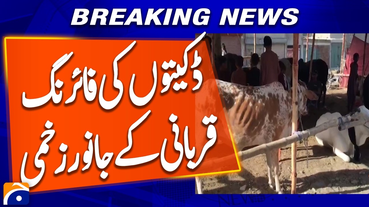 Robbers Open Fire in Karachi, Injure 3 Sacrificial Animals and Loot Citizens | Breaking News Report