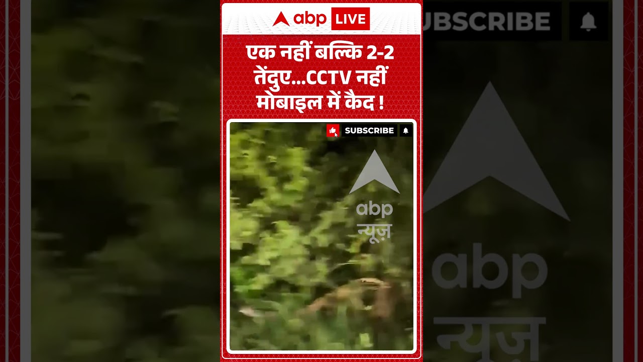 Viral Video :  एक नहीं बल्कि 2 - 2 तेंदुए...   CCTV नहीं मोबाइल में कैद ! | #LeopardInMoradabad