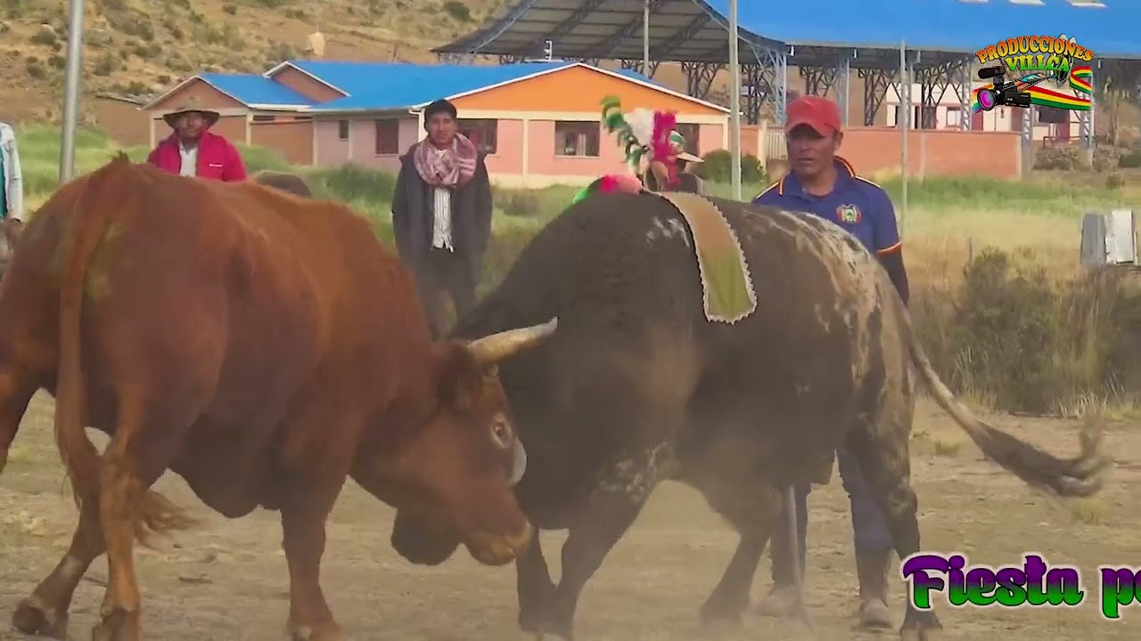 TORO TINKU Y TUNA TINKU CAMANI 2023