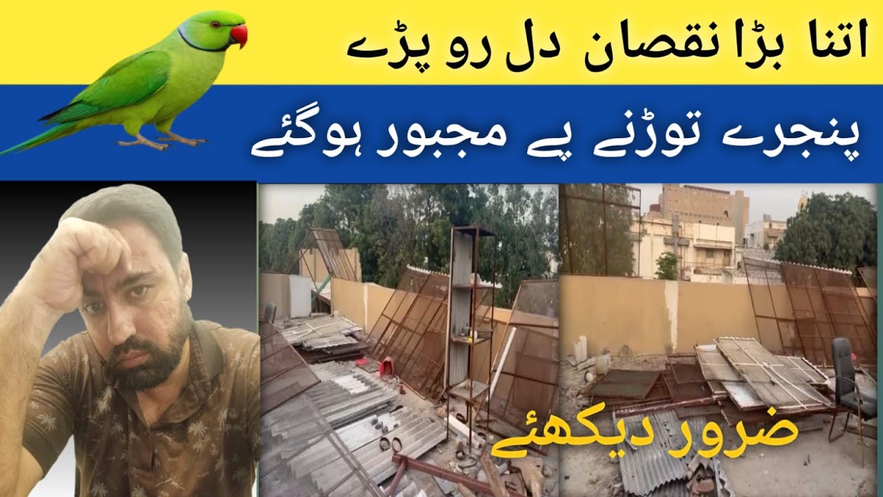 1. 💔 Itna Bara Nuqsan! Hum Ne Sara Parrots Ka Setup Kyu Tor Diya? | Birds tips l Farm Life