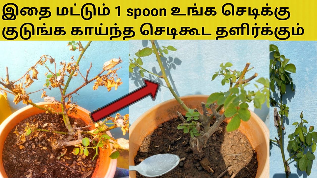 காய்ந்த செடிகூட தளிர்க்கும் இதை 1 spoon மட்டும் குடுங்க || How to revive almost dead plants