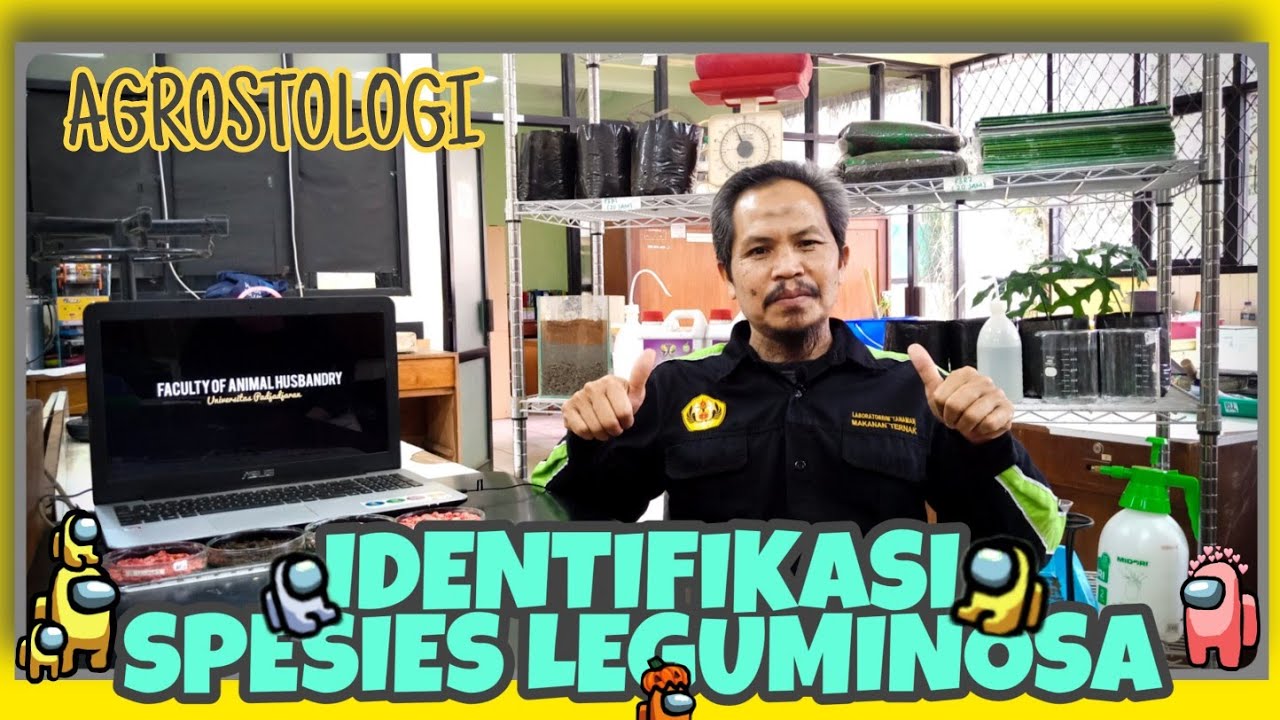 IDENTIFIKASI SPESIES LEGUMINOSA | Jenis Tanaman Legum Pakan Ternak Tinggi Protein | Agrostologi