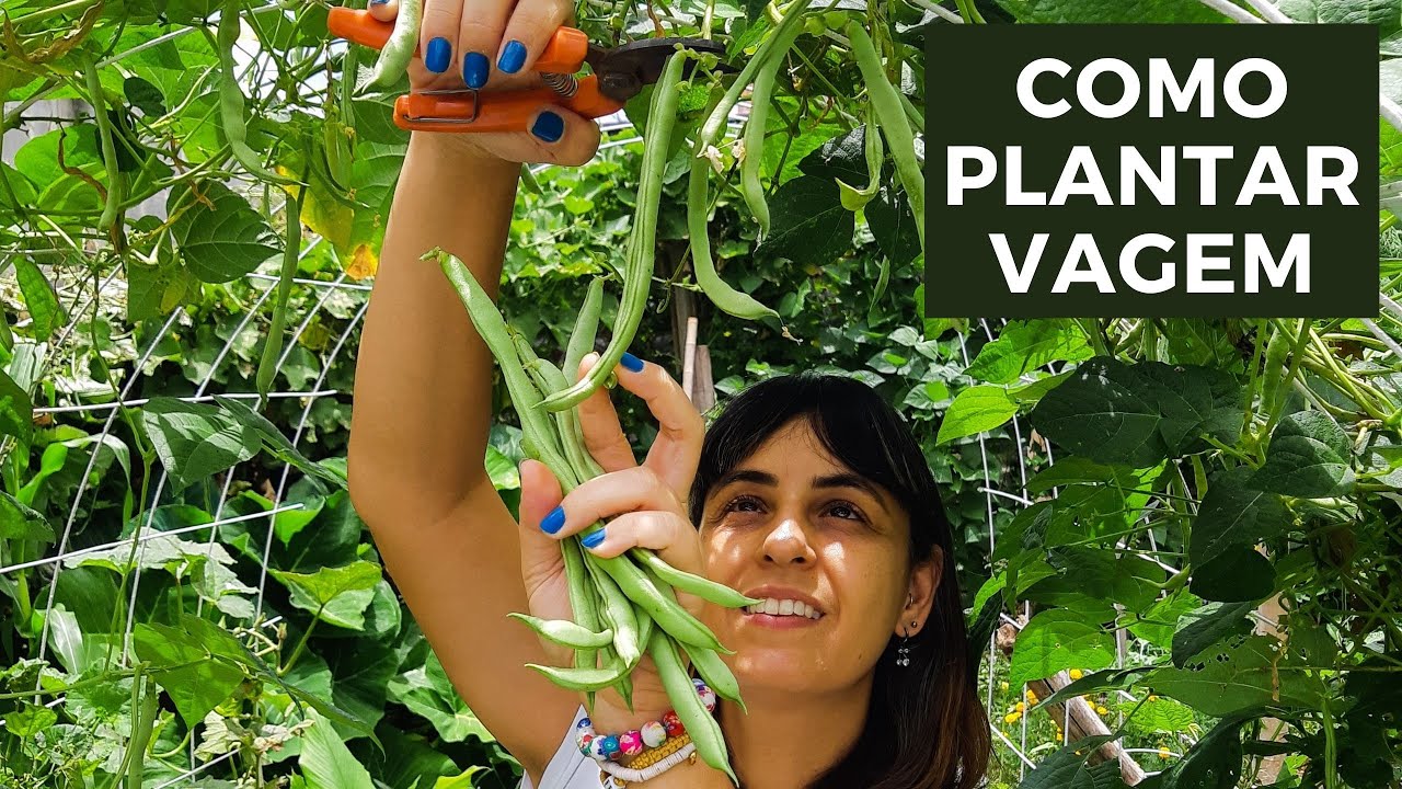 Como plantar vagem em casa
