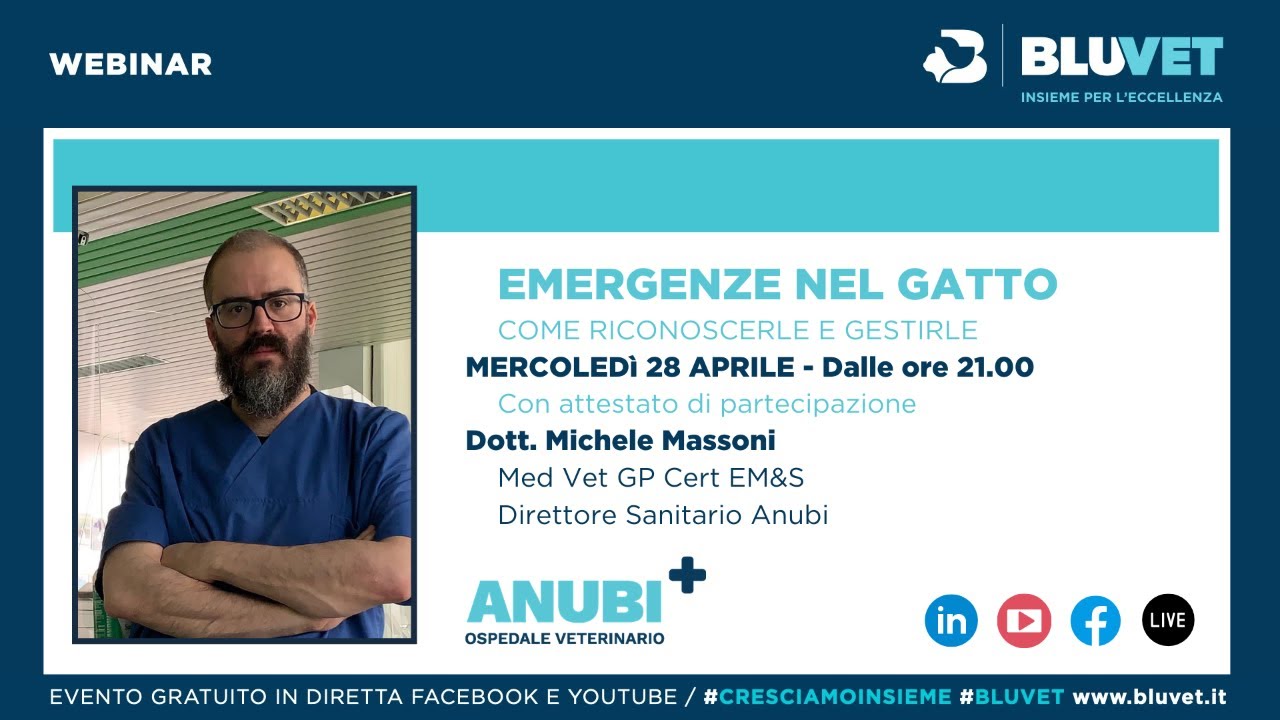 Emergenze veterinarie nel #gatto #bluvet