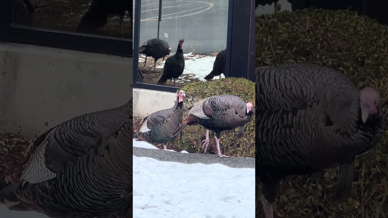 I see a group of turkeys 