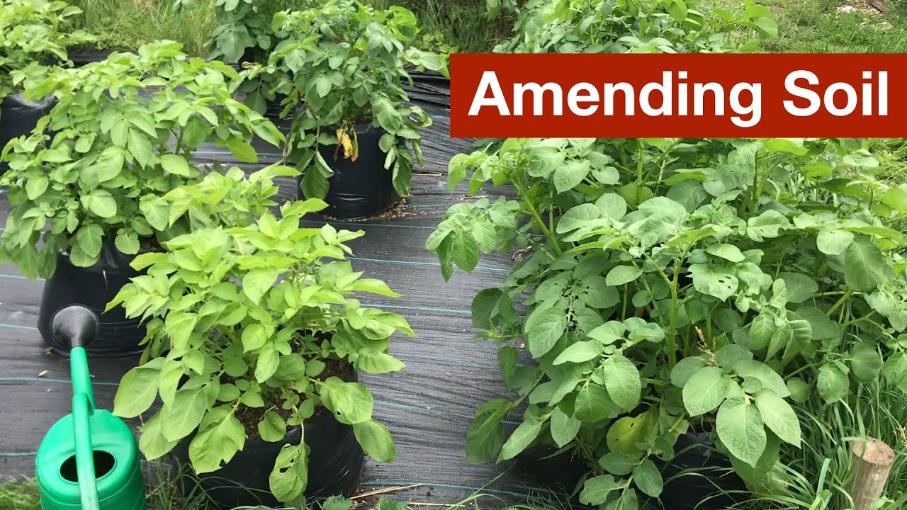 Amending Soil to Grow Potatoes - Part 4 of the Potato Grow Bag Trials