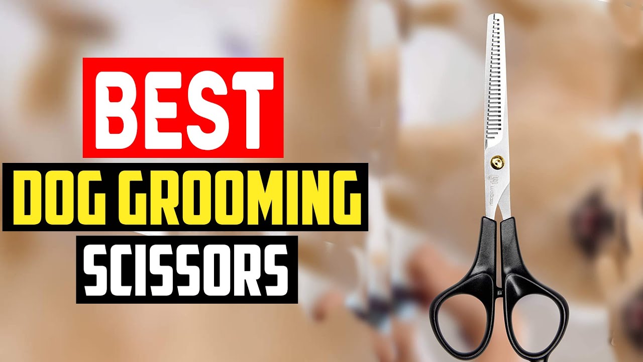 ✅ Top 5 Best Dog Grooming Scissors in 2025