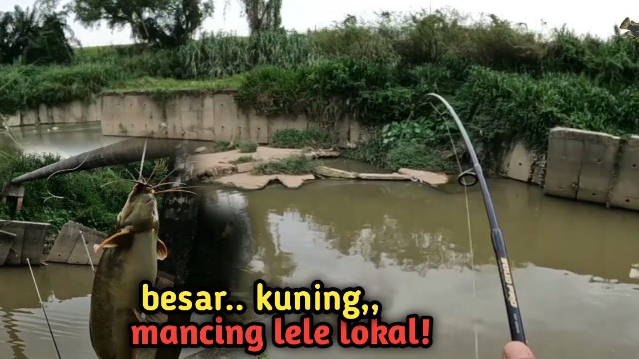 Mancing ikan lele lokal ‼️ besar kuning