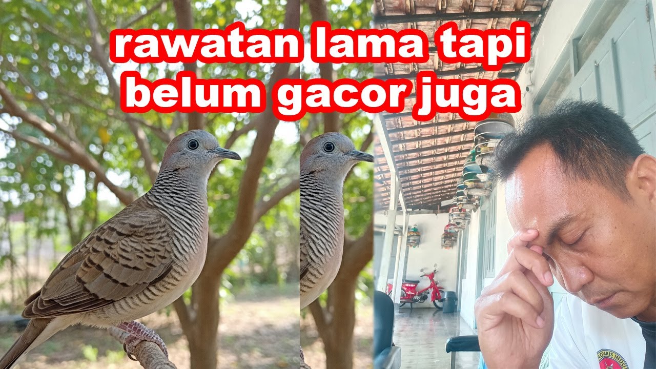 Perkutut Rawatan Lama Tidak Mau Gacor ! Penyebab Dan Solusinya
