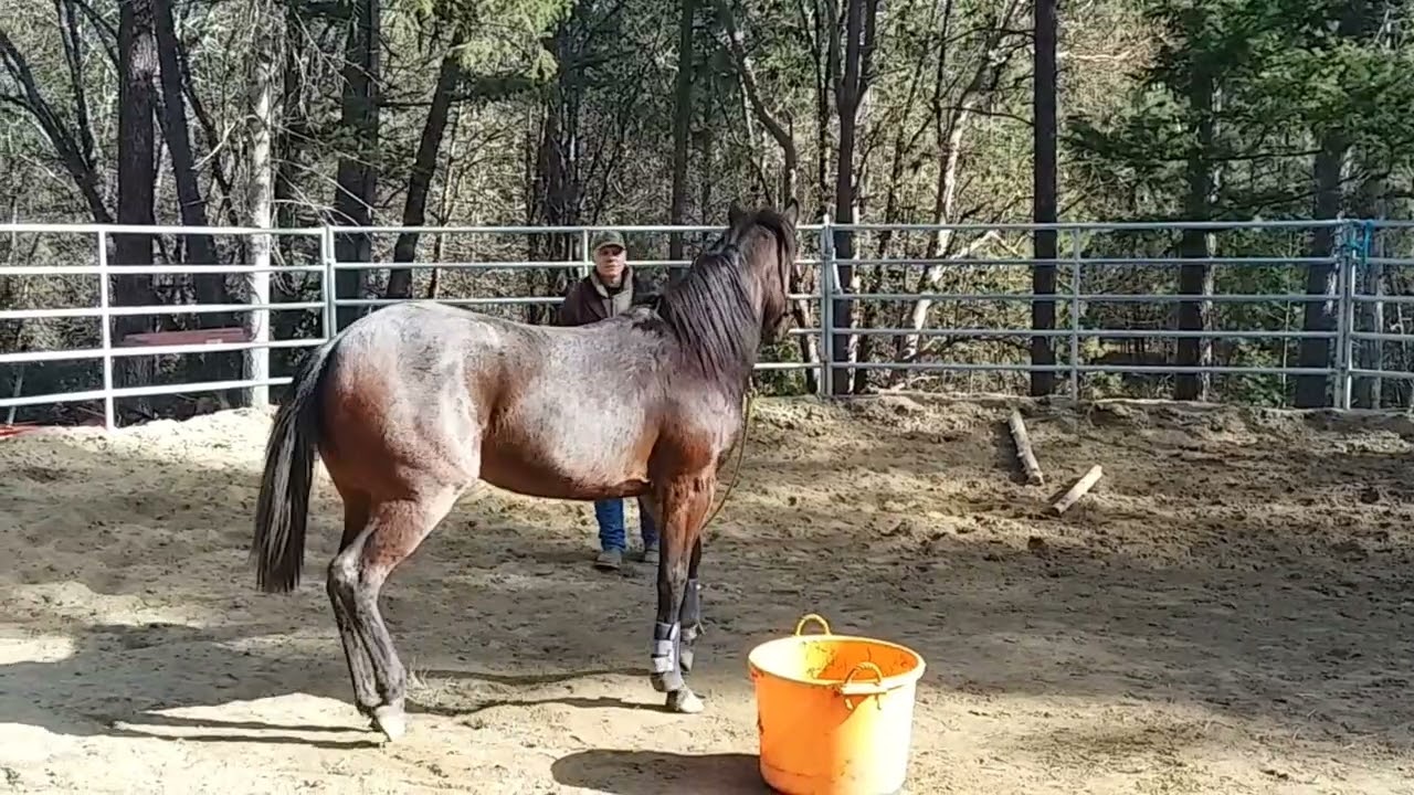 Ropes used in training young horse