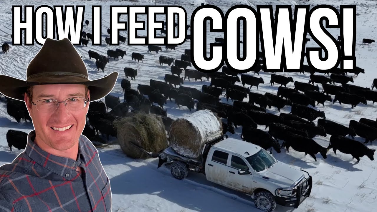 How to Feed Cows in the Winter | Wyoming
