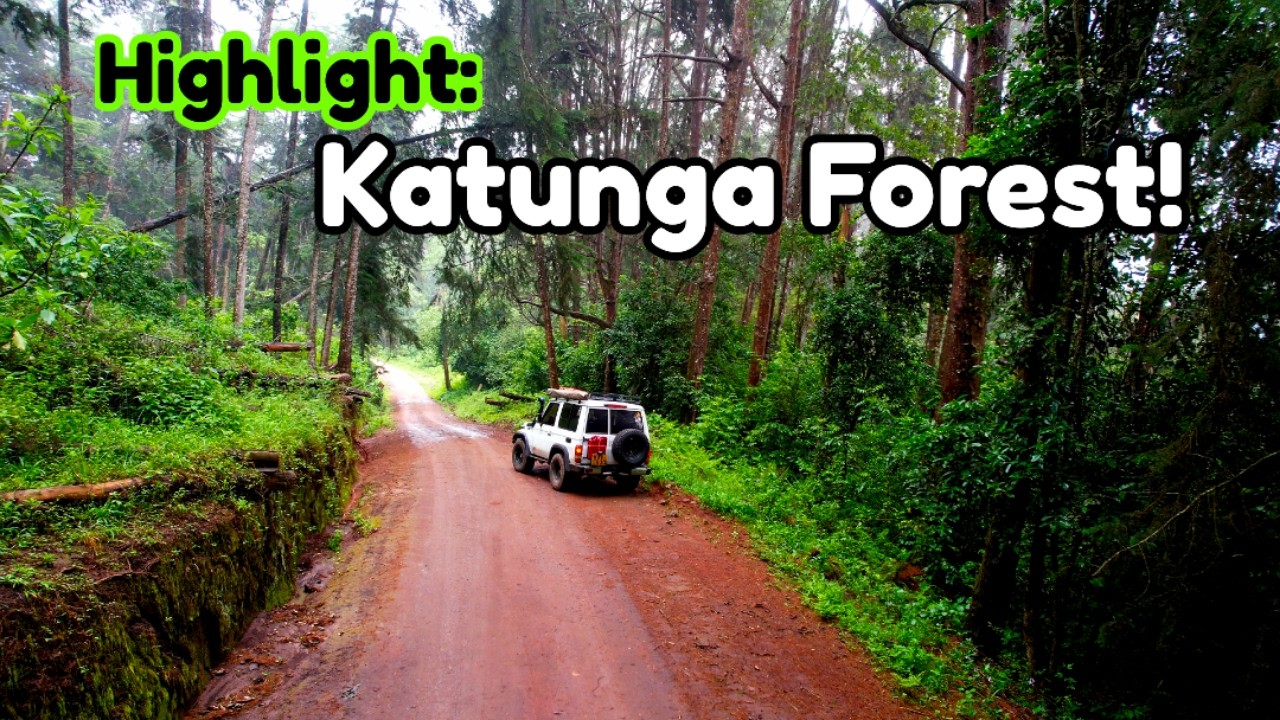 🇰🇪  Scene Highlights: Katunga Forest, Machakos County