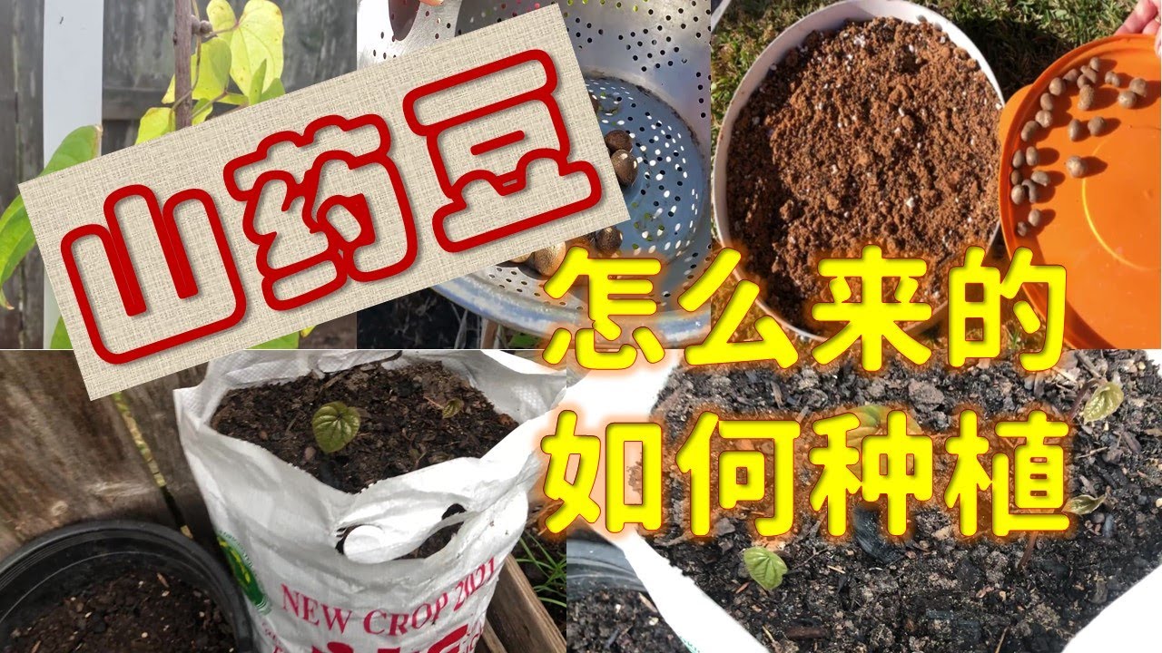 山药豆，怎么来的？如何种植？山药豆催芽 用米袋种山药