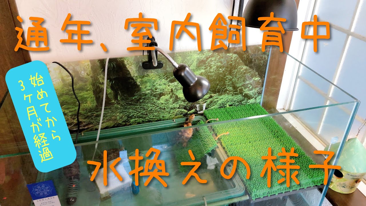 【イシガメ、クサガメ】室内飼育中のカメたち。お世話(掃除と水換え)の様子。#ニホンイシガメ #イシガメ #クサガメ #室内飼育 #水換え #お世話