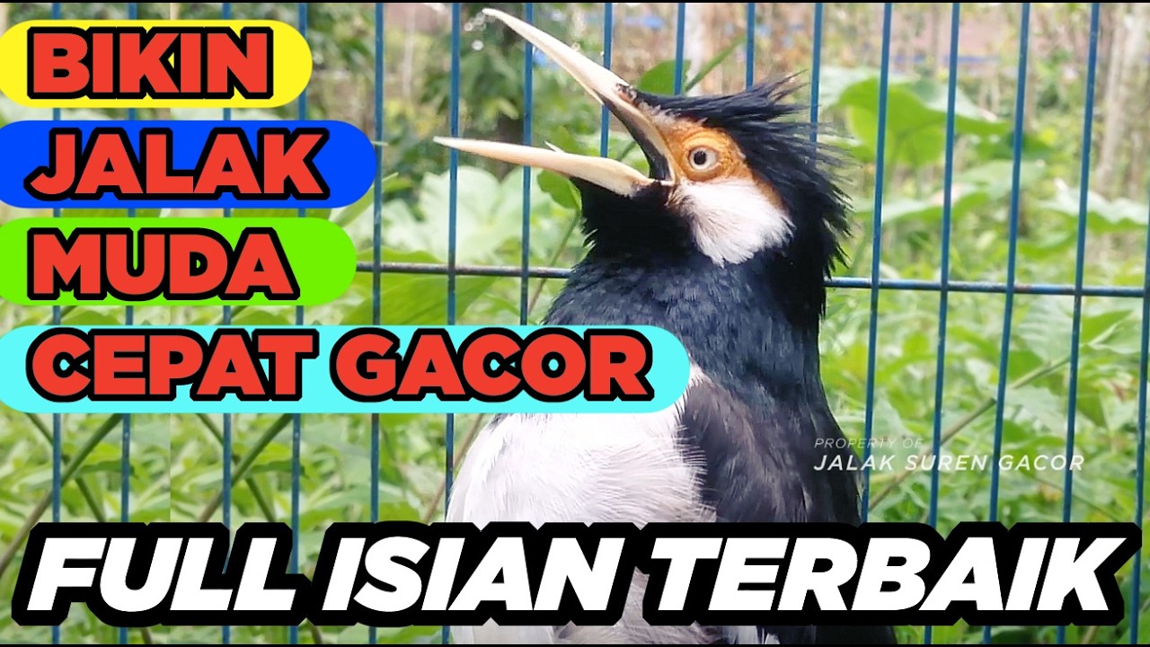 Burung Jalak Suren Mudah Ditiru Gacor Full Isian Tembakan Mewah Cililin Tengkek