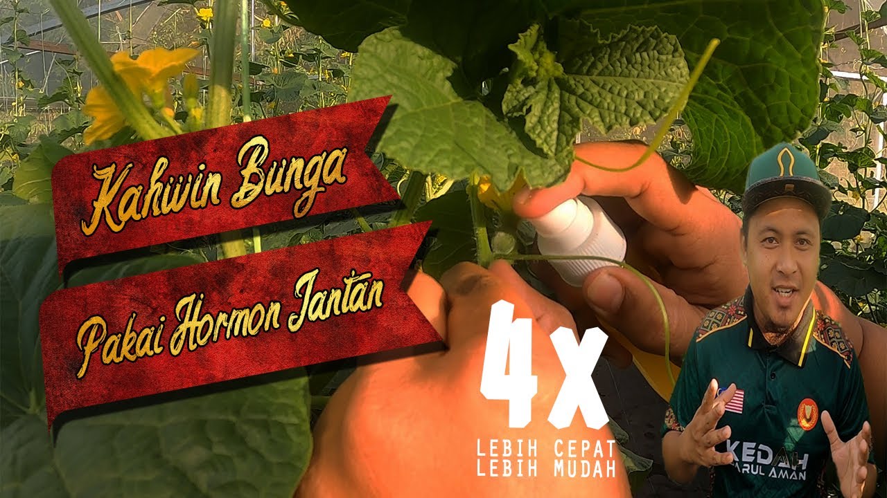 Kahwin Bunga Melon dengan menggunakan Hormon Jantan Jer? | Cepat dan Mudah