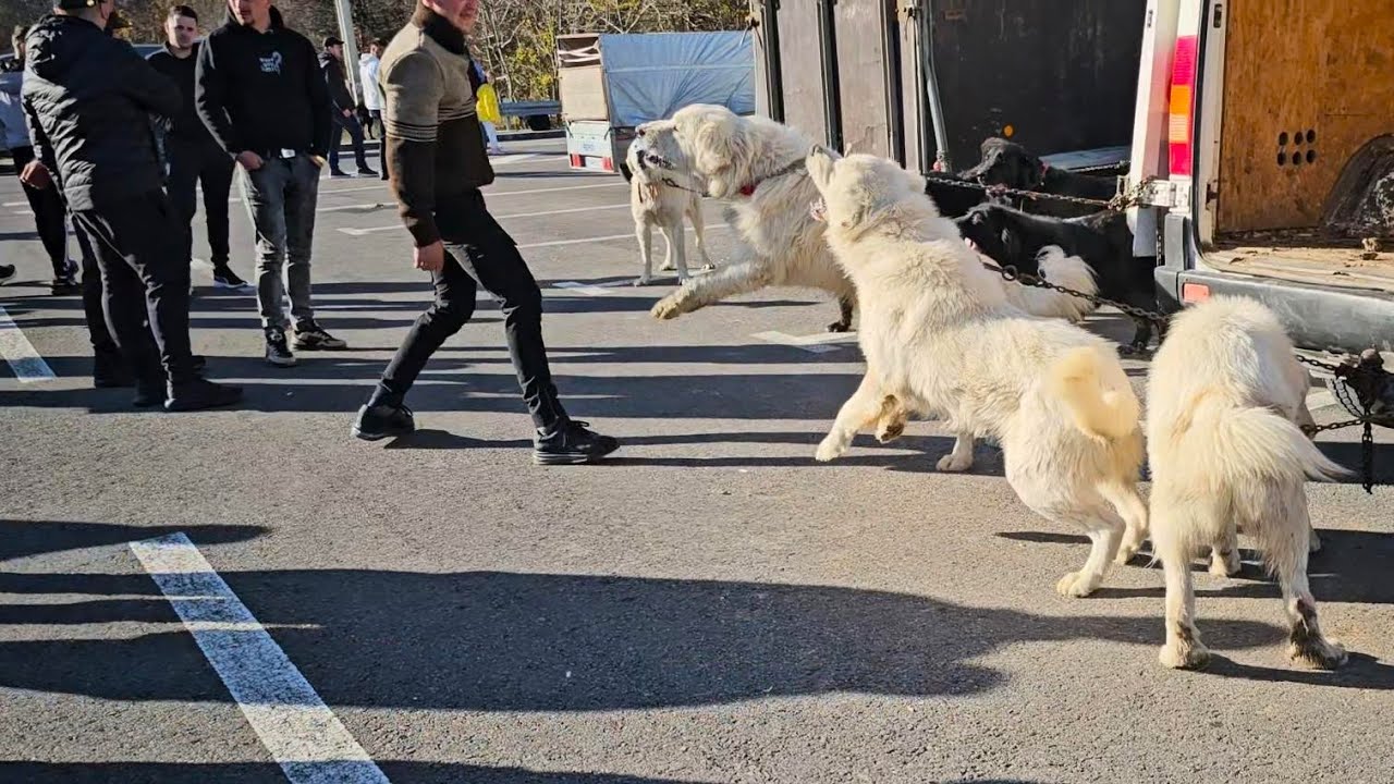 SUTE DE CAINI CIOBANESTI ROMANESTI LA BRAN.CONCURSUL NATIONAL UCHR.2025.