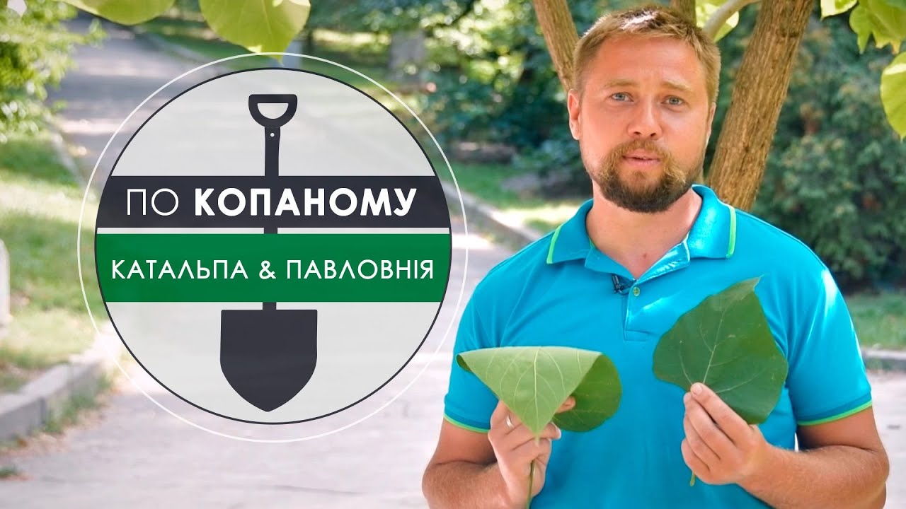 Програма “По копаному” з Євгеном Єльпітіфоровим. Катальпа & Павловнія