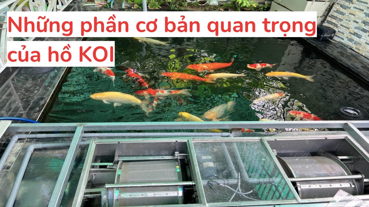 Những phần cơ bản quan trọng của hồ KOI