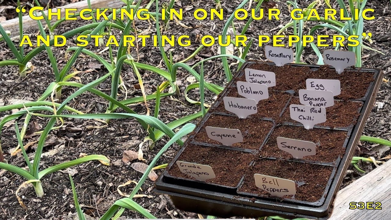 Checking in on our garlic and starting our peppers