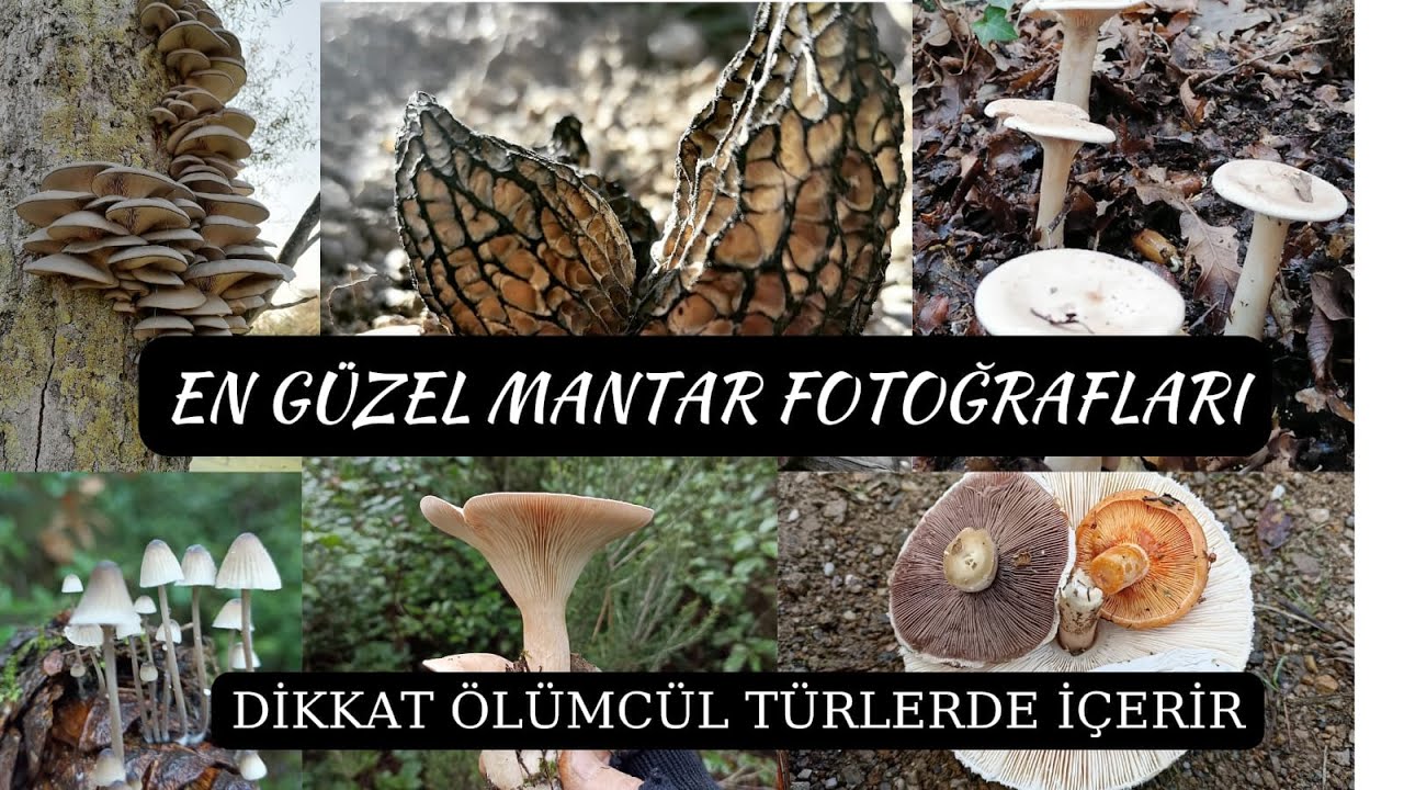 EN G&Uuml;ZEL MANTAR FOTOĞRAFLARI. The most beautiful mushroom photos, Mantar t&uuml;rleri, Mantar &ccedil;eşitleri