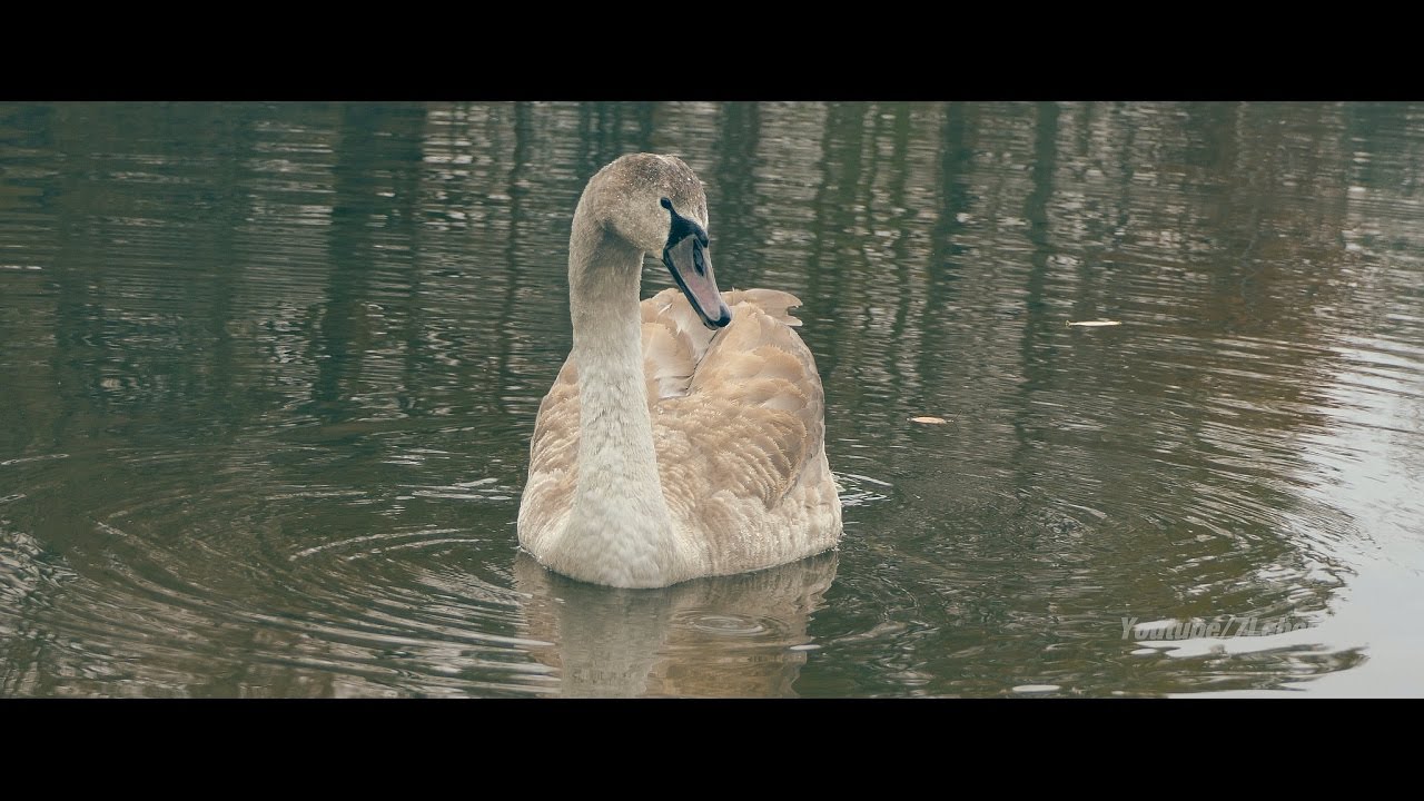 Panasonic Lumix FZ2000 - first Impressions (Cinema 4k/UHD)