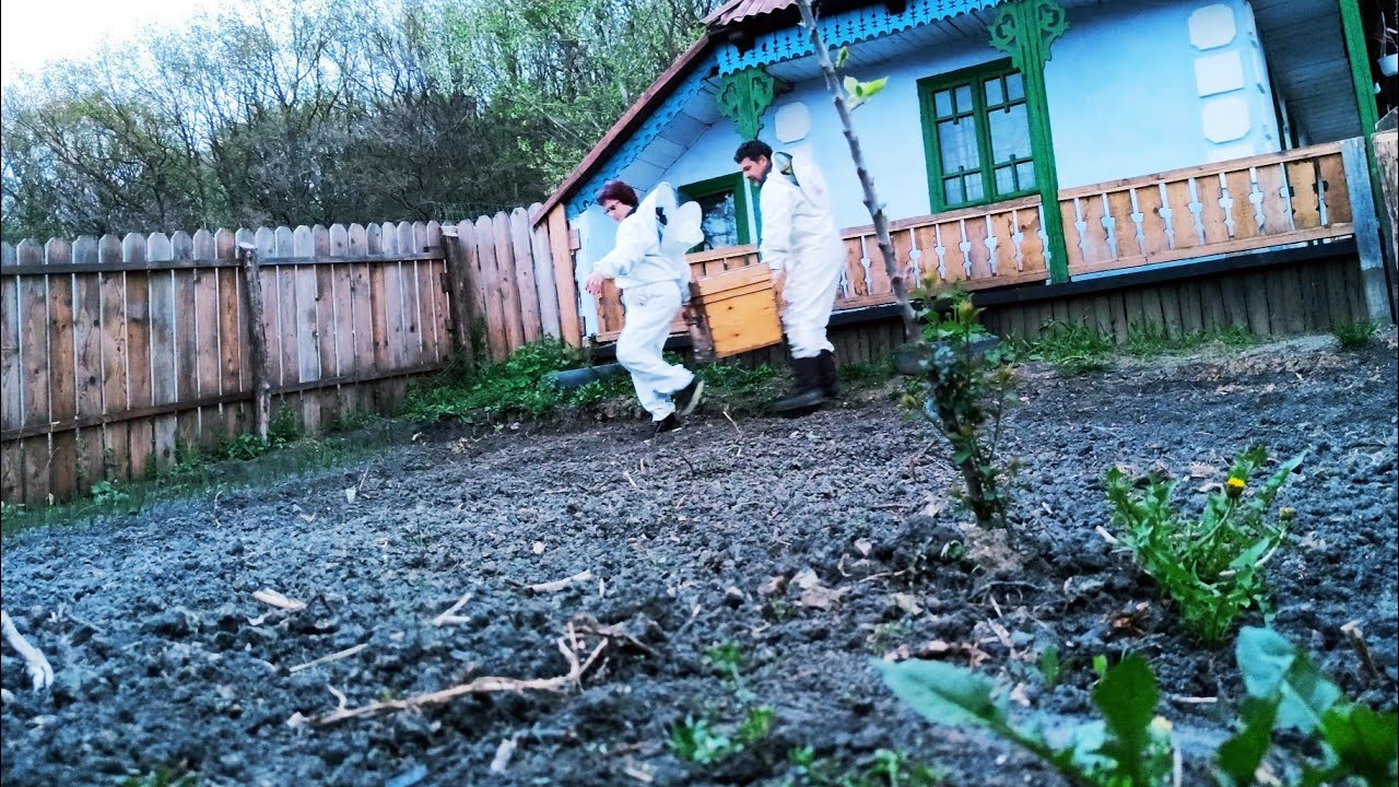 AM DUS STUPUL LA CĂSUȚA DIN PĂDURE🐝🐝 PENTRU@TIBERIU ȘI CORNEL🐝🐝