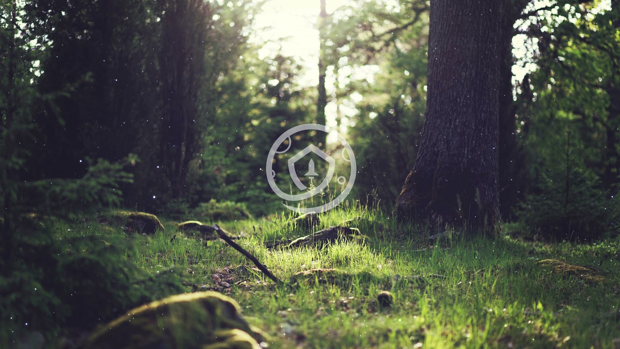 Safemoon Protocol - Forest Wallpaper (Wallpaper Engine)