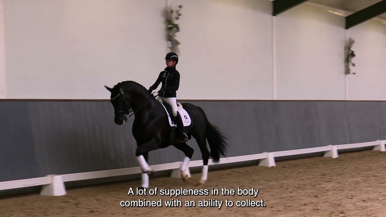 Van Olst Horses Kjento