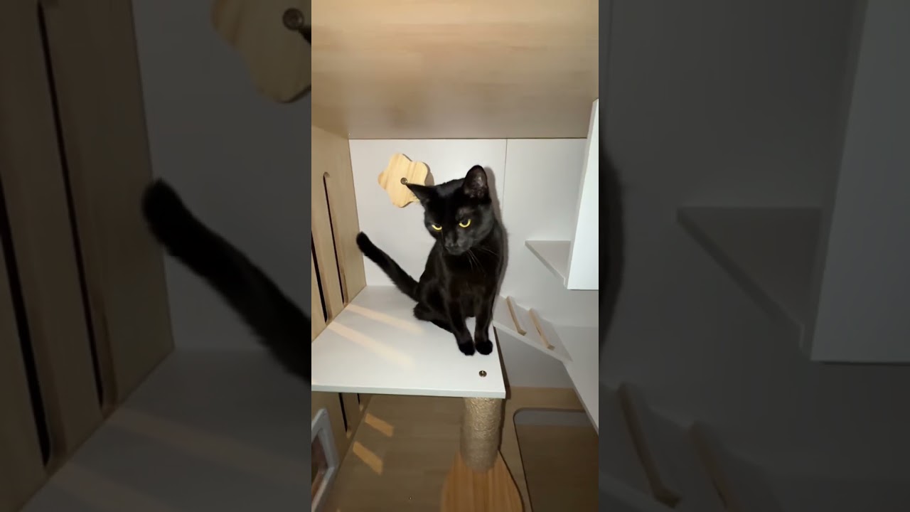 Our Cats Explore there new house for the first time 🐱 🏡 #cat #catvideos #fyp #funnycats #gatos 