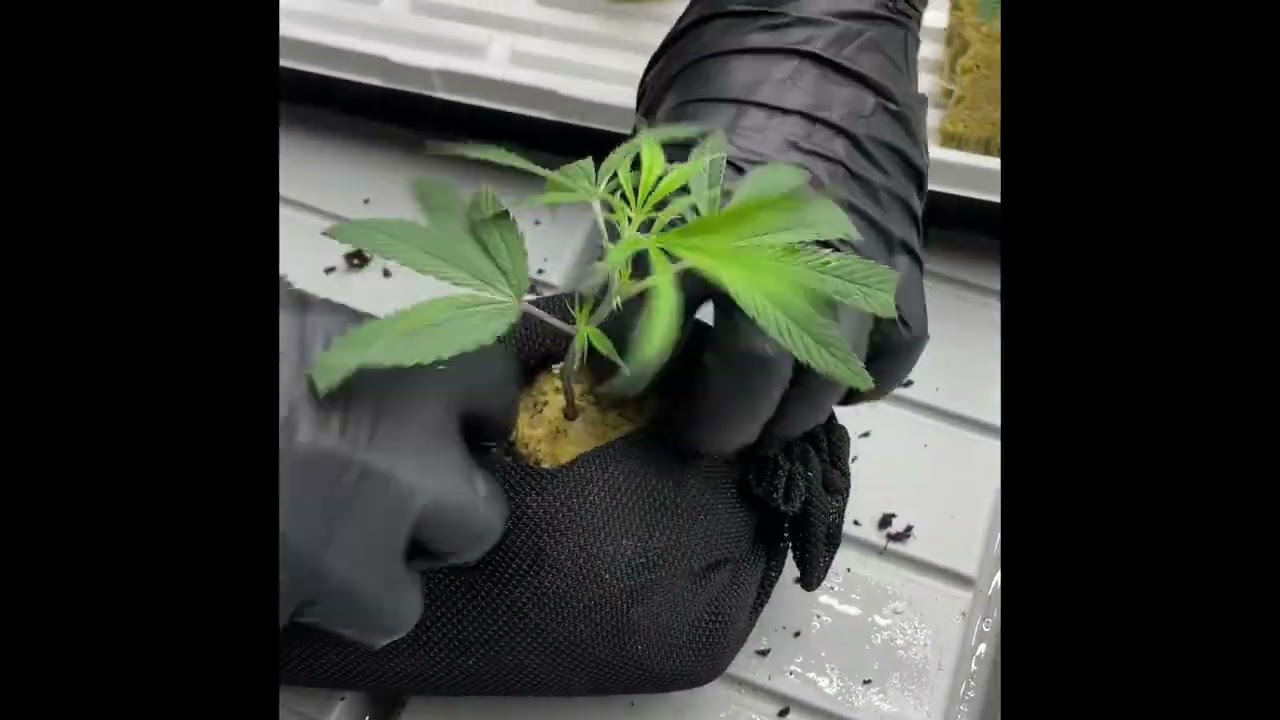 Cannabis in the Vertical Garden #shorts