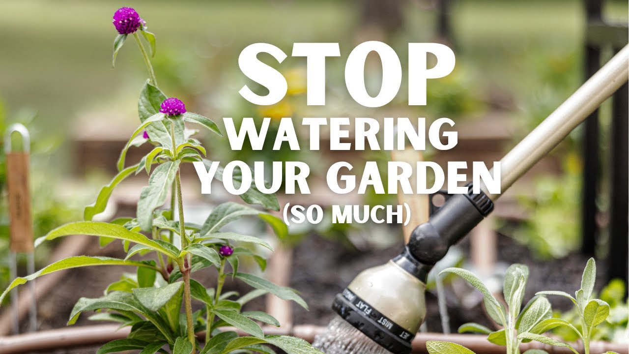 Expert Tips to Save Water in the Garden