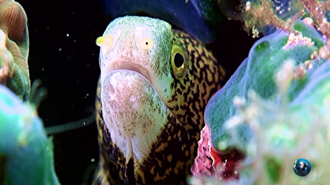 Romblon Diving  Reef Dive Part V / MDM Magic Diving Moments  Romblon Philippines