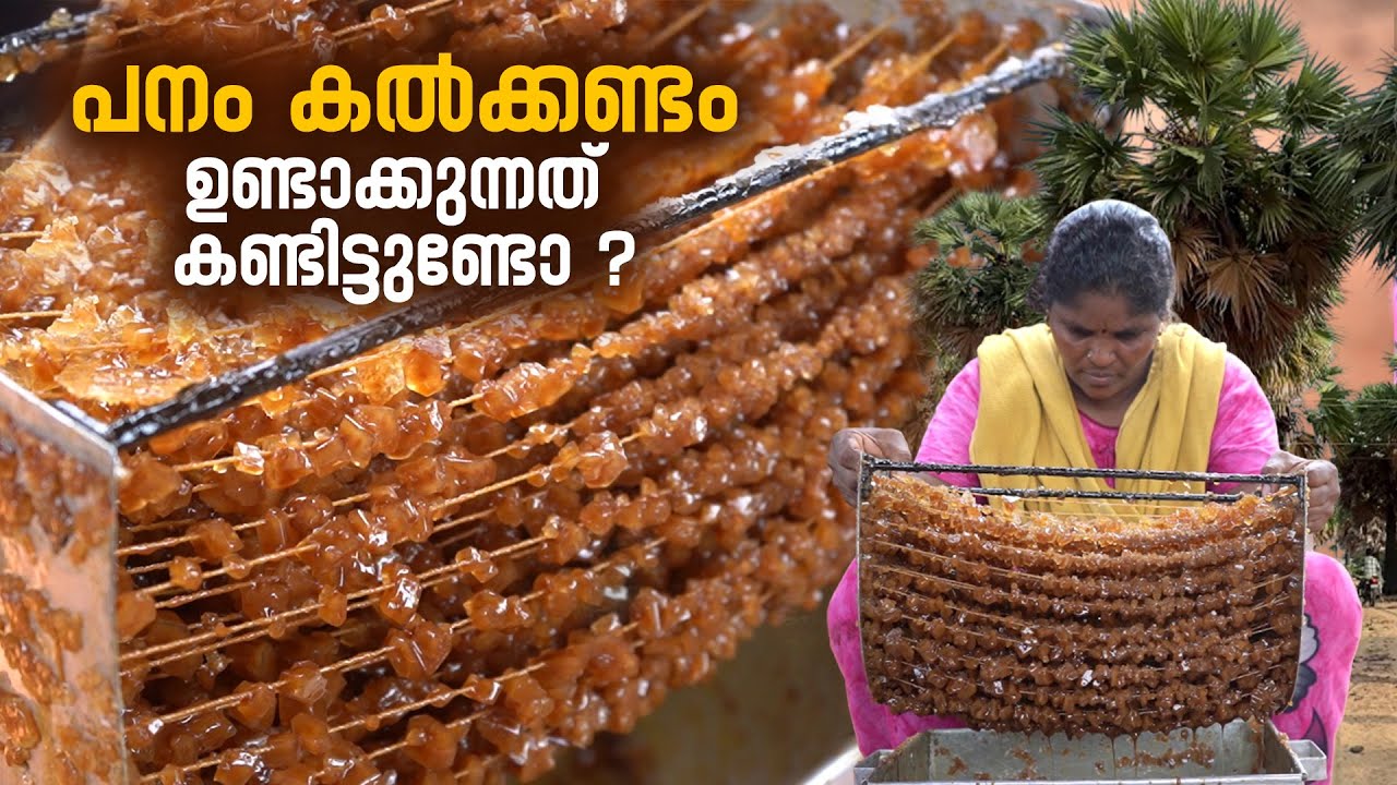 പനം കൽക്കണ്ടം ഉണ്ടാക്കുന്നത് കണ്ടിട്ടുണ്ടോ | Palm Candy Making | Pana Kalkandam | Tamil Nadu