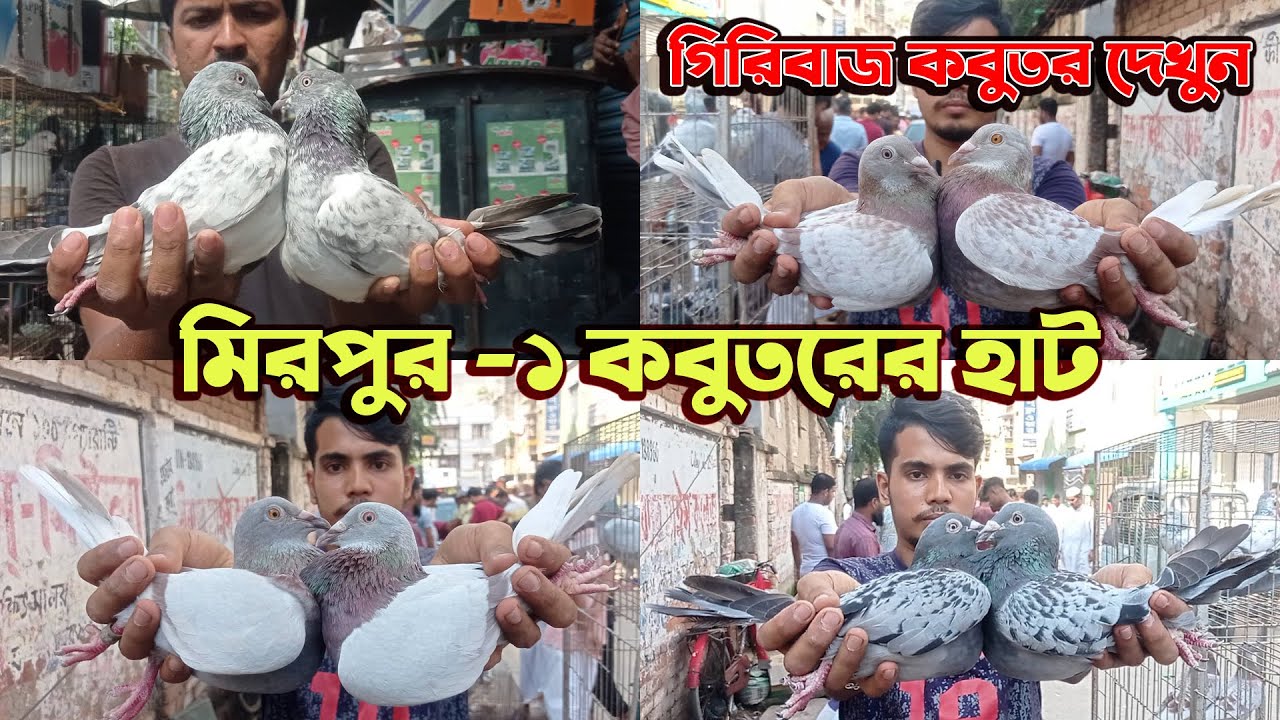 গিরিবাজ কবুতর দাম কত । High flyer pigeon market। গিরিবাজ কবুতর বাজার মিরপুর 1
