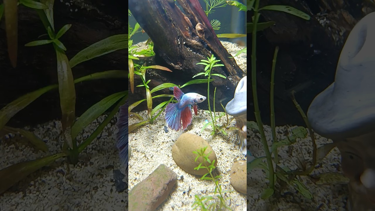Day first of this beauty in a home 😍 #bettafish #aquascape #bettaaquarium