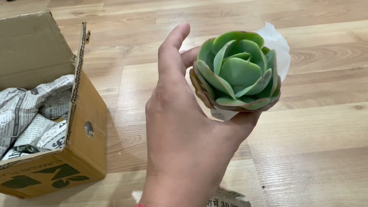 Buy Cheapest succulents online starting @ Rs. 39 | Succulent Unboxing