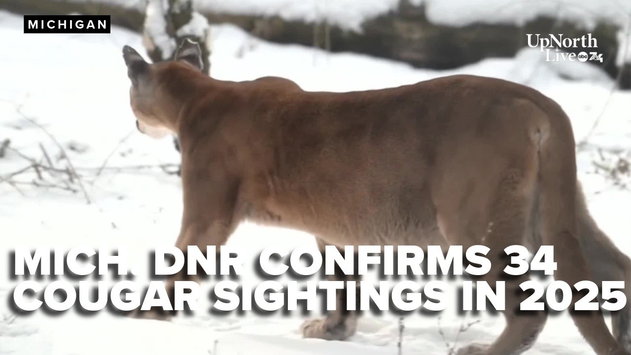 Michigan sees rise in cougar sightings, DNR investigates surge