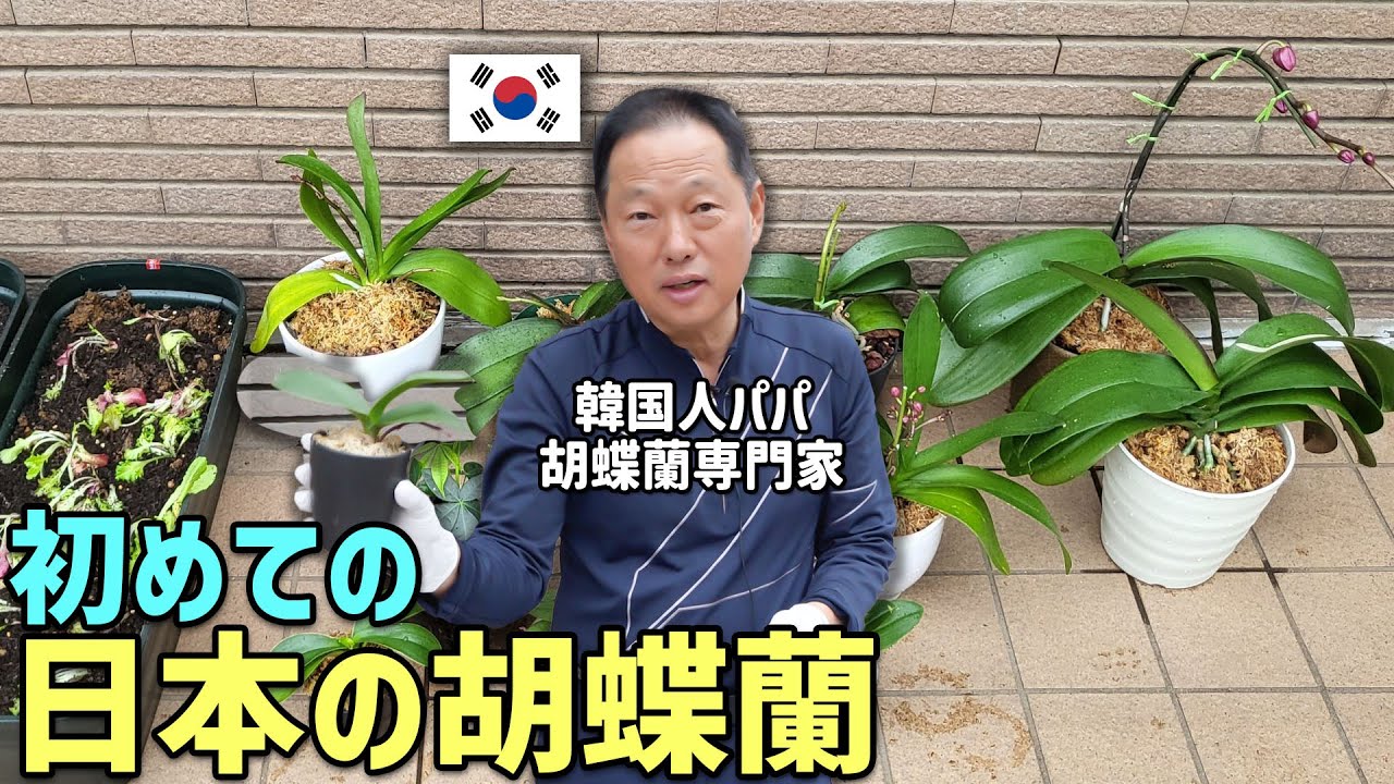 韓国で蘭の専門家として活動しているお父さんが初めて日本の胡蝶蘭を見た反応
