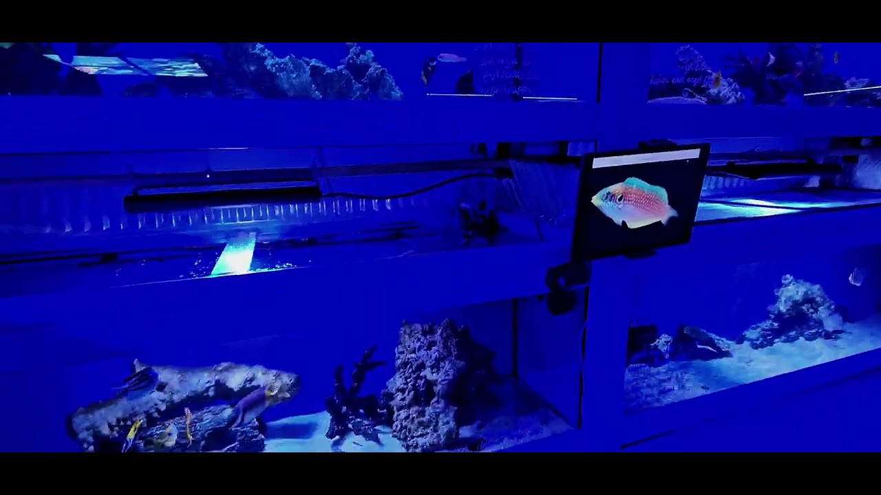 Saltwater aqiariums. iReef Rochdale.