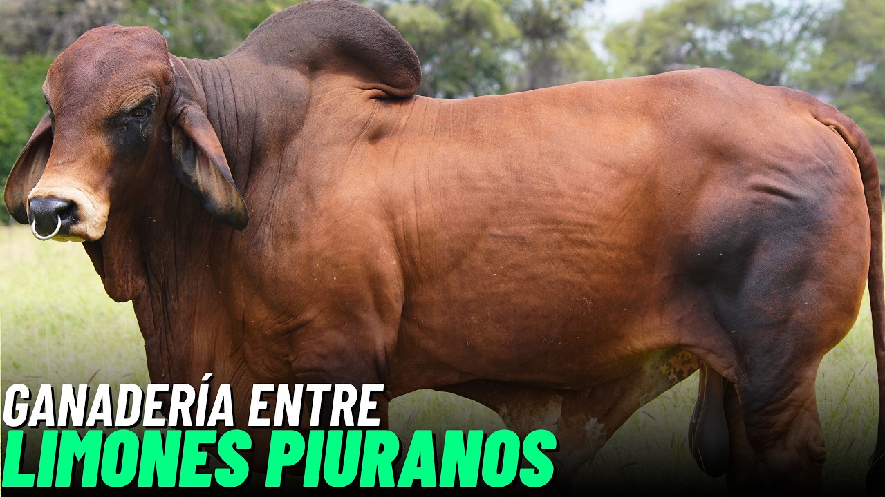 ¿Cómo DESARROLLAR GANADERÍA entre plantaciones de LIMÓN? La experiencia de Ganadería 