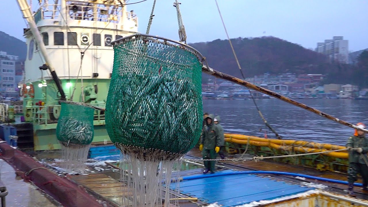 process of mass-producing pickled mackerel (shimesaba). Korean seafood factory