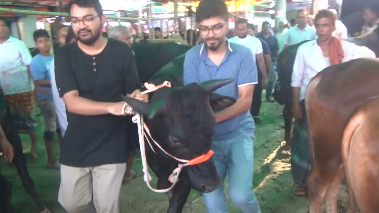 কত হলো । গাবতলী গরুরহাট ২০২৫